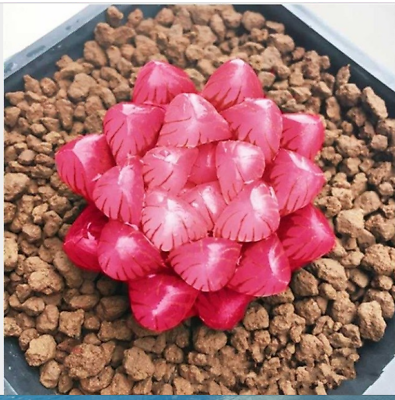 ฮาโวเทีย (Haworthia cooperi) แดง / 100 เม็ด