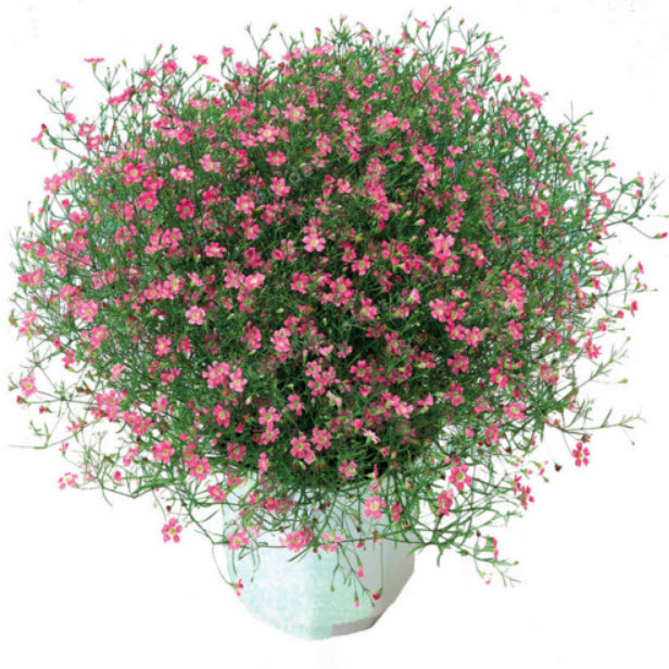 ยิปโซ (Gypsophila) คละ / 100 เม็ด (China)