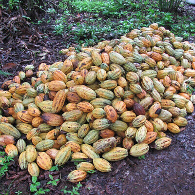 โกโก้ (Cocoa / Theobroma Cacao) / 20 เม็ด (China)
