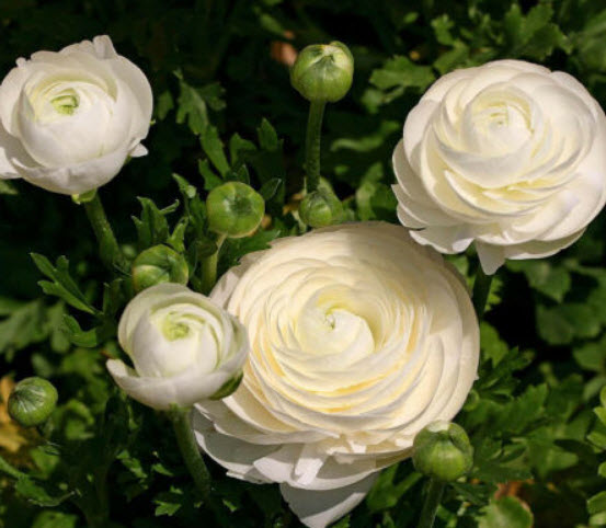 รานังคูลัส หรือบัทเตอร์คัพ (Ranunculus / Buttercup) คละ / 50 เม็ด