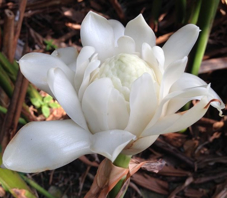 หน่อดาหลา ดอกขาว / หน่อ