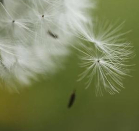 แดนดิไลออน (Dandelion) คละ / 50 เม็ด