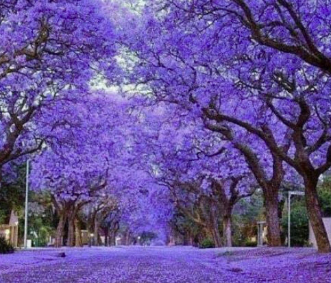 เพาโลเนีย (Paulownia tomentosa) / 10,000 เม็ด (Portugal)
