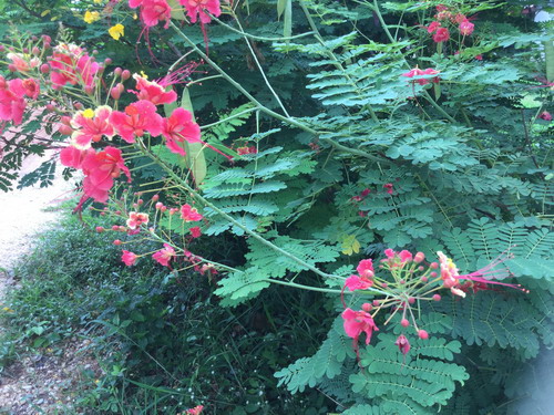 ต้นหางนกยูงไทย สีชมพู สูง 120-150 ซ.ม. / ต้น