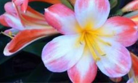 คลิเวีย (Clivia) ชมพู / 5 เม็ด (นอก)