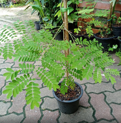 ต้นหางนกยูงไทย สีชมพู สูง 80-100 ซ.ม. กระถาง 10 นิ้ว / ต้น