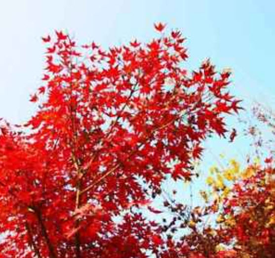 เมเปิ้ลต้น คละสี / 20 เม็ด (นอก)