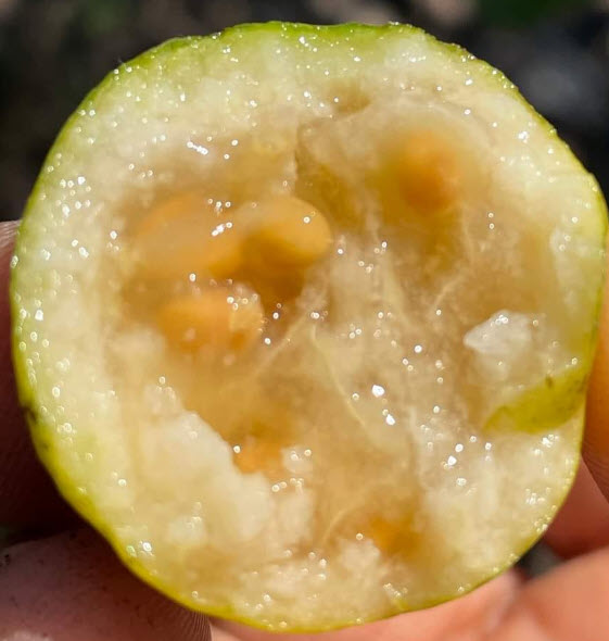 ต้นฝรั่งสตอเบอรี่เหลือง ต้นเพาะเมล็ด สูง 15-35 ซ.ม.