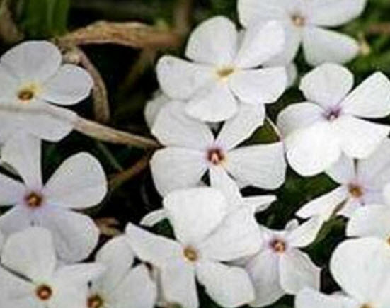 เมาน์เท่น ฟล็อกซ์ (Mountain Phlox) สีขาว / 200 เม็ด (USA)