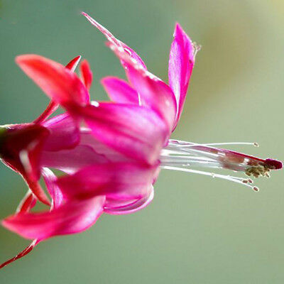 แคคตัสญี่ปุ่น สีชมพูอ่อน (light pink) / 100 เม็ด