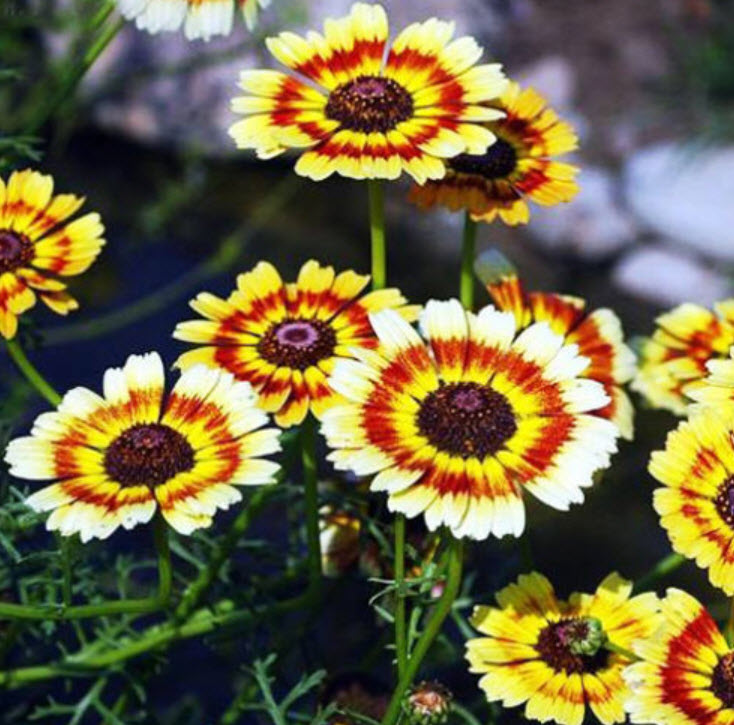 บานชื่น (Zinnia) คละสี / ซอง 50 เม็ด (A018)