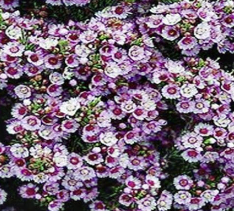 เฟเธอร์ ฟลาวเวอร์ (Feather Flower) / 15 เม็ด (Australia)