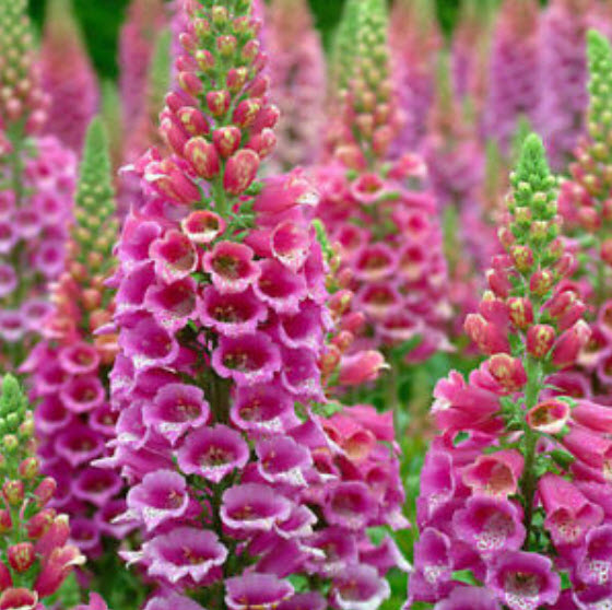 ดิจิทาลิส (Digitalis - Excelsior) คละ / 10,000 เม็ด (UK)