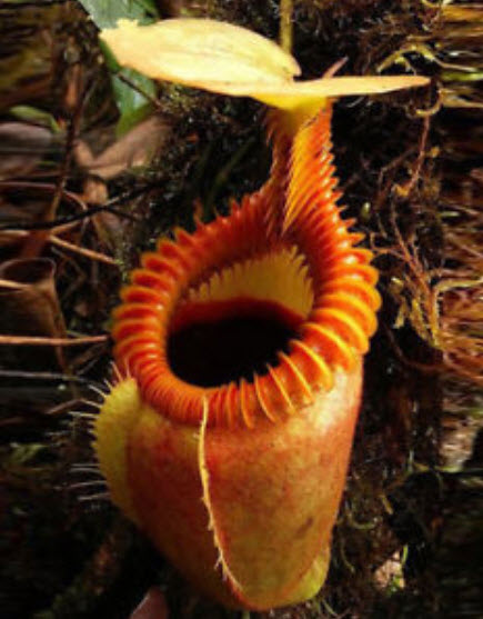 หม้อข้าวหม้อแกงลิง / 120 เม็ด