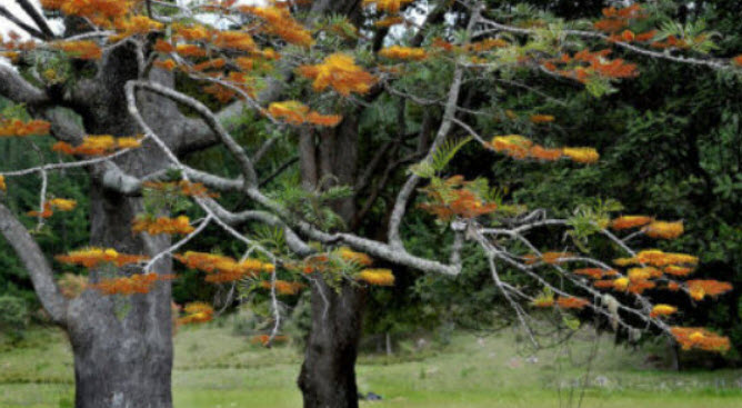 ต้นซิลเวอร์ โอ๊ค ออสเตรเลีย (Australian silver oak) กระถาง 8 นิ้ว สูง 20-40 ซ.ม.