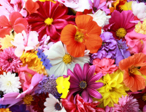 ชุดรวมไม้ดอกและไม้ดอกสมุนไพร / น.น. 0.6 กรัม (UK)*