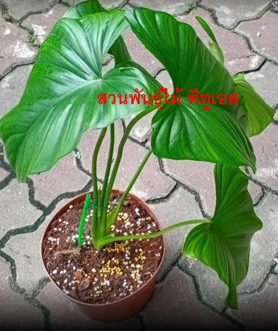 ต้นเสน่ห์จันทร์บุษราคัม จากข้อตาแม่พันธุ์ด่าง ขายทั้งต้น ส่งทั้งกระถาง 10 นิ้ว (ไม่รับเก็บเงินปลายทาง)