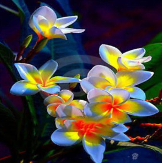 ลีลาวดี (Plumeria) คละ / 50 เม็ด (นอก)