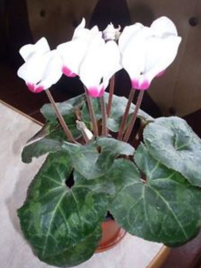 ไซคลาเมน (Cyclamen persicum grandiflora - Anneli F1) สีขาว-ชมพู / 5 เม็ด (Ukraine)