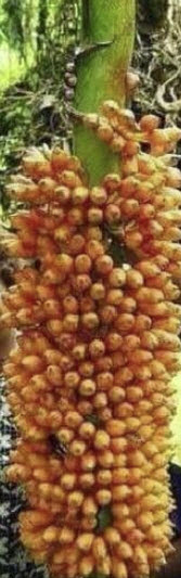 กล้วยน้ำผึ้ง (Honey banana) หรือมูซา จอห์นซี (Musa johnsii) / 2 เม็ด (Portugal)