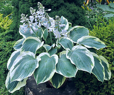 ฮอสต้า (Hosta) ใบเขียวขอบขาวมีดอก / 200 เม็ด