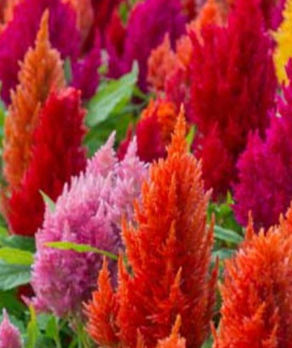 สร้อยไก่ (Celosia / Celosia argentea) คละ / 250 เม็ด (P2S)
