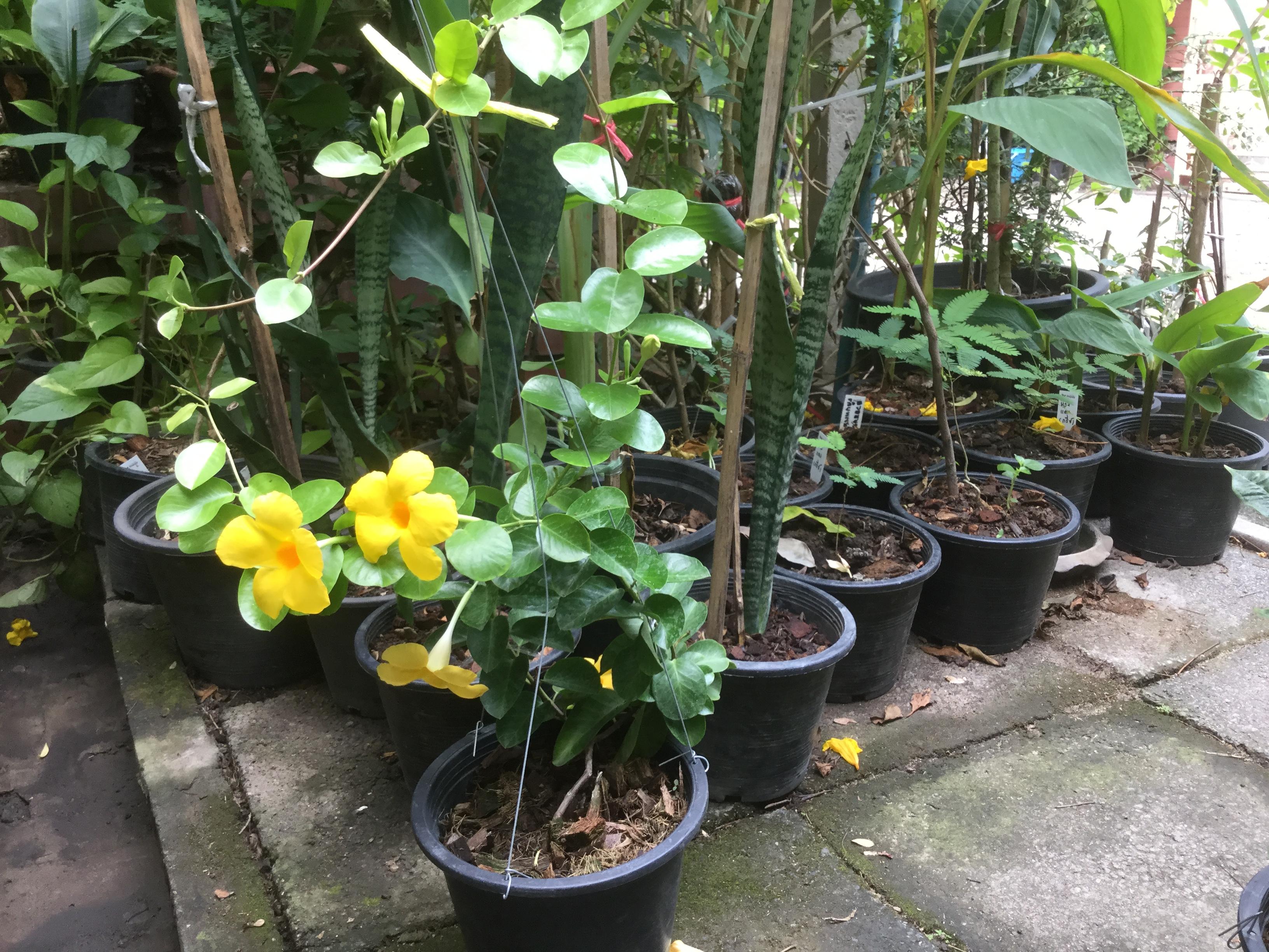 ต้นอมรเบิกฟ้า สีเหลือง กระถาง / ต้น