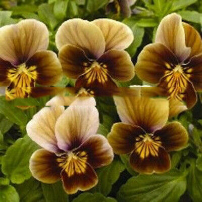 แอฟริกัน ไวโอเล็ต (African Violet) คละ / 50 เม็ด