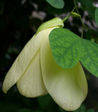 ต้นโยทะกา หรือชงโคเหลือง ต้นใหญ่ สูง 150-170 ซ.ม. หายาก