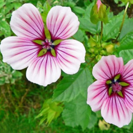 มาโลปชมพู (Pink Malope) / ซอง 30 เม็ด (A133)