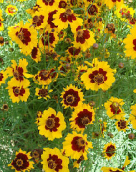 ดอกไม้ไหว (Coreopsis) สีเหลือง / ซอง 30 เม็ด (A226)