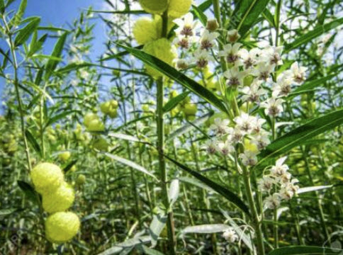 หงส์เหิร หรือ บอลลูน (balloon plant) / 25 เม็ด (Netherlands) *