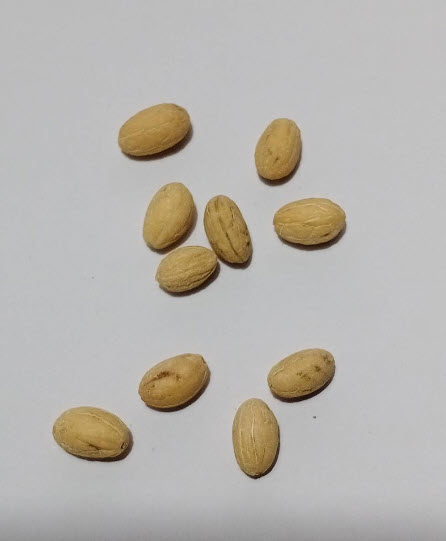 มะกอกแคนิโน (Canino Olive) หรือมะกอกดำ / 5 เม็ด (USA)