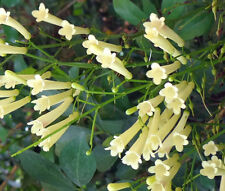คูเฟียขาว (White Cuphea) / 10 เม็ด (USA)