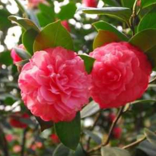 คามิเลียญี่ปุ่น (Japanese Camellia) สีแดง / 5 เม็ด