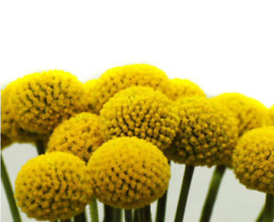 แครสพีเดีย (Craspedia) / 100 เม็ด (China)