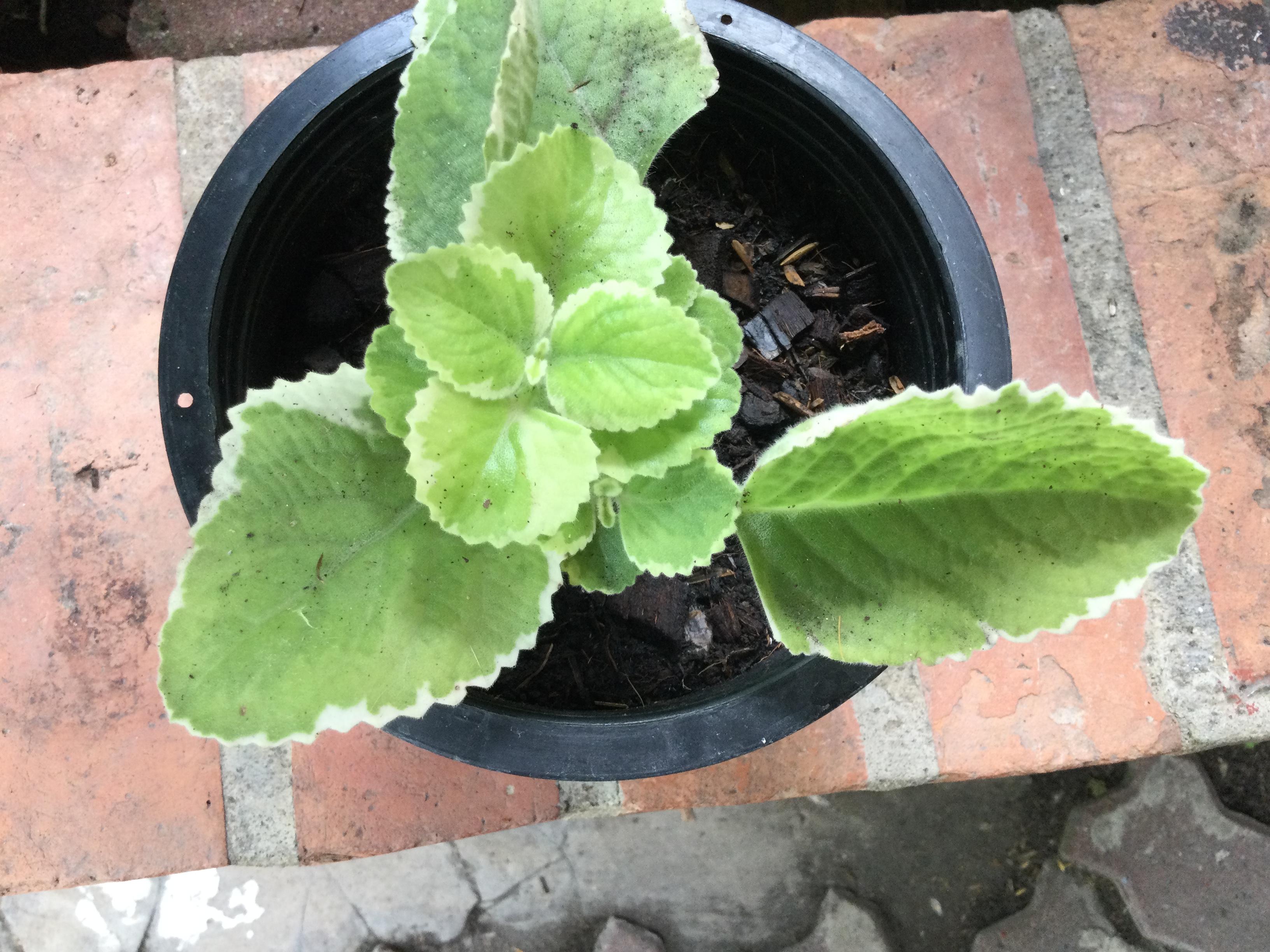 ต้นหูเสือด่าง (Indian Borage) กระถาง 6 นิ้ว / ต้น