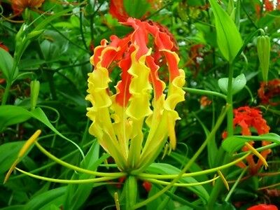 ดองดึง (Flame lily / Climbing lily) แดง-เหลือง / 100 เม็ด