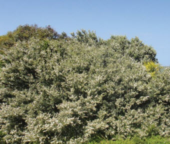 Coastal Tea-Tree / 200 เม็ด (Australia)