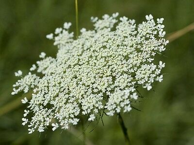 ควีน แอนส์ เลซ (Queen Anne's Lace) สีขาว / 25 เม็ด (Australia)