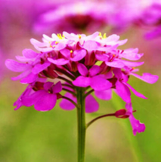 ร็อกเก็ท แคนดี้ทัฟท์ (Rocket Candytuft) คละ / ซอง 50 เม็ด (A138)