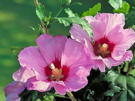 ชบา แอพโพรไดท์ (Hibiscus - Aphrodite) / 50 เม็ด (UK)