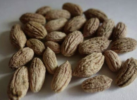 มะกอก Galega Olive หรือ Portugese Olive / 5 เม็ด (Portugal)