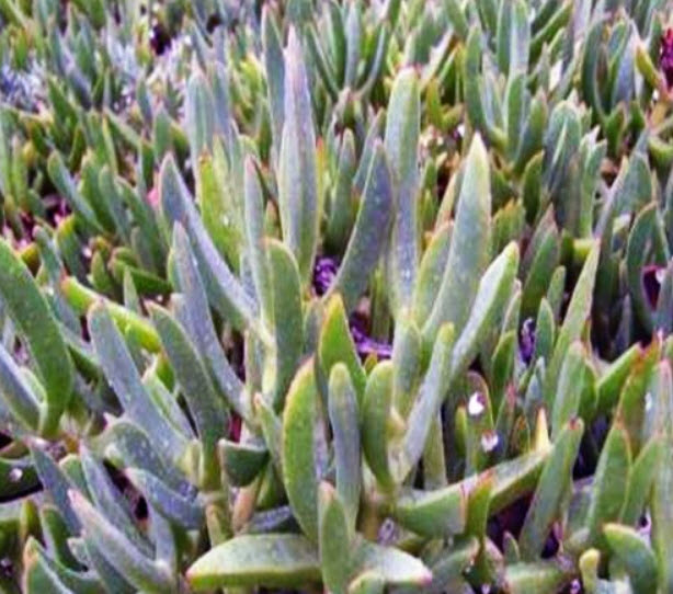 ไอซ์ แพล้นท์ (Ice Plant) คละ / 100 เม็ด (Australia)