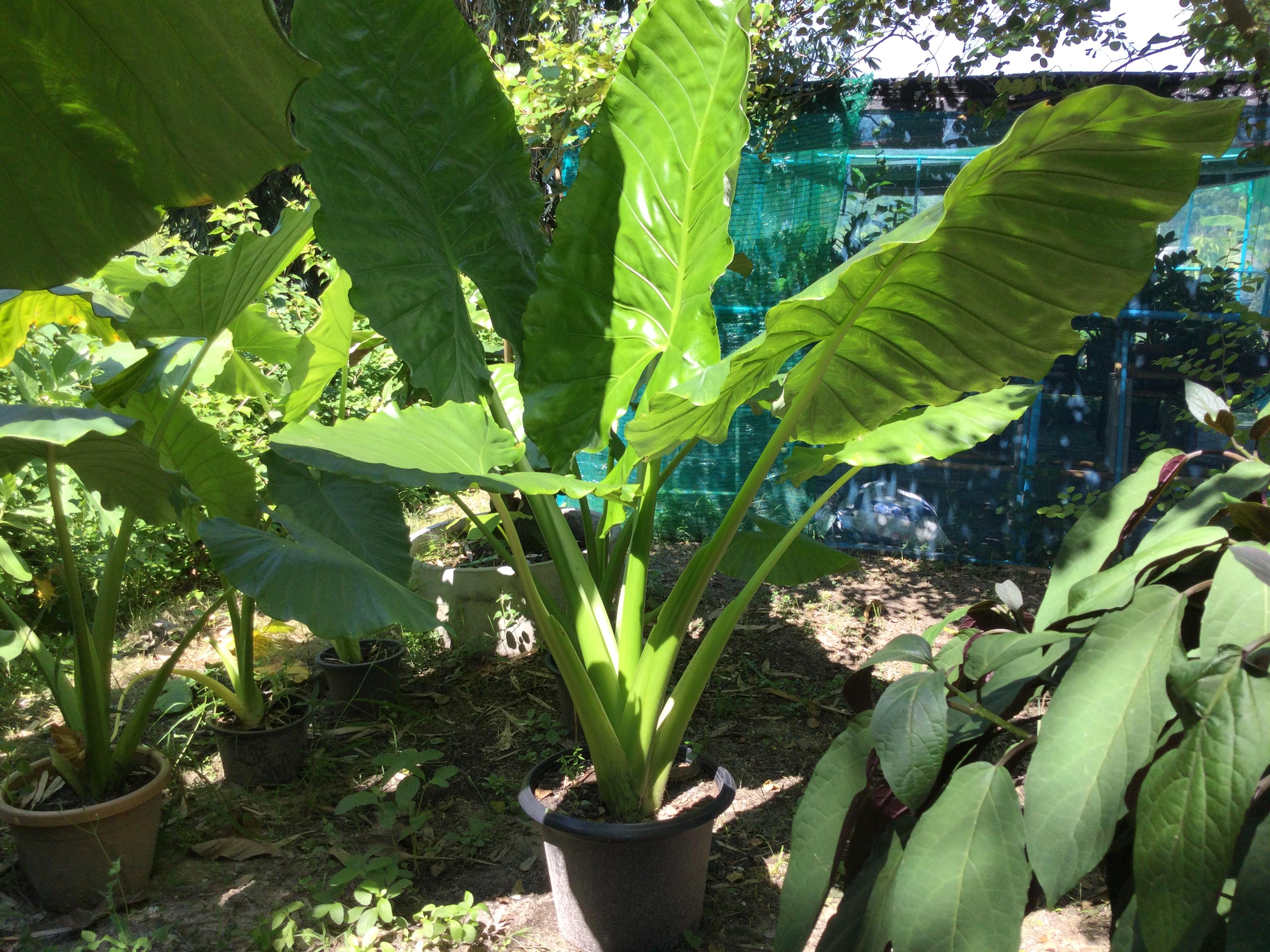 ต้นบอนหูช้าง กระถาง 15 นิ้ว