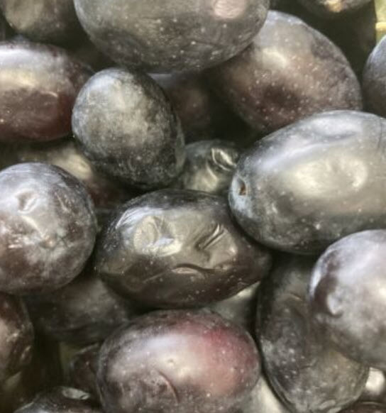 ต้นมะกอกโอลีฟ (Olive - kalamata) สูง 70-90 ซ.ม. (Greece)