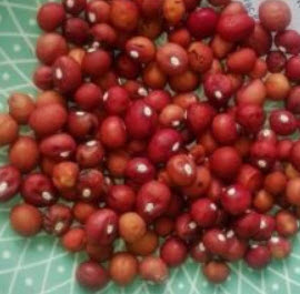 ถั่วหรั่งแดง (Red Bambara Nut) / 5 เม็ด (Hungary)