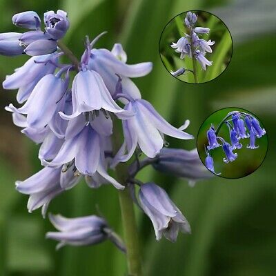 อิงลิช บลูเบลล์ (English Bluebell) / 1,000 เม็ด (นอก)