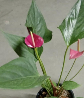 ต้นหน้าวัวแคระ ดอกสีแดง สูง 20-30 ซ.ม. / ต้น