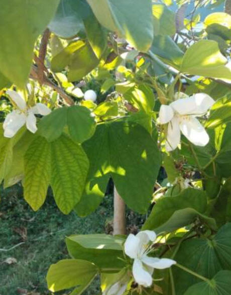ชงโค ดอกขาว (Bauhinia Purpurea) / 5 เม็ด (Sri Lanka)